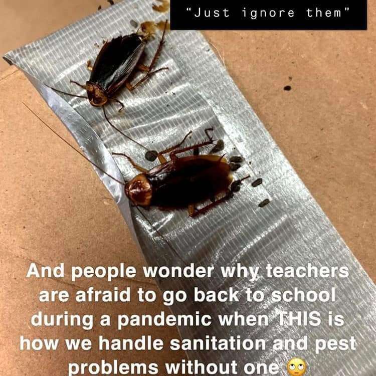 Two cockroaches on duct tape with teacher secret that reads, "And people wonder why teachers are afraid to go back to school during a pandemic when THIS is how we handle sanitation and pest problems without one."