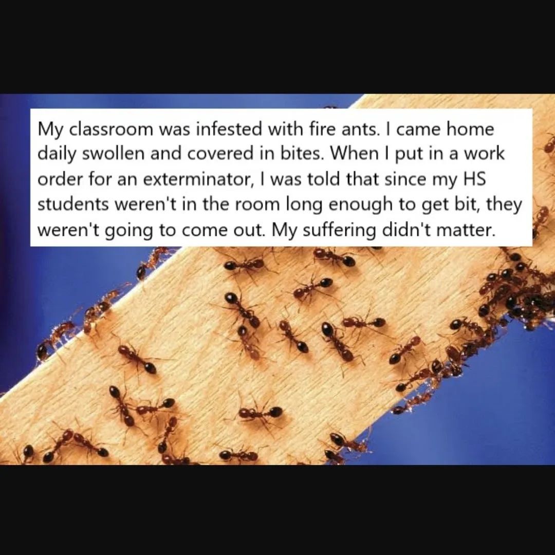 Teacher secrets that reads - My classroom was infested with fire ants. I came home daily swollen and covered in bites. When I put in a work order for an exterminator, I was told that since my HS students weren't in the room long enough to get bit, they weren't going to come out. My suffering didn't matter.